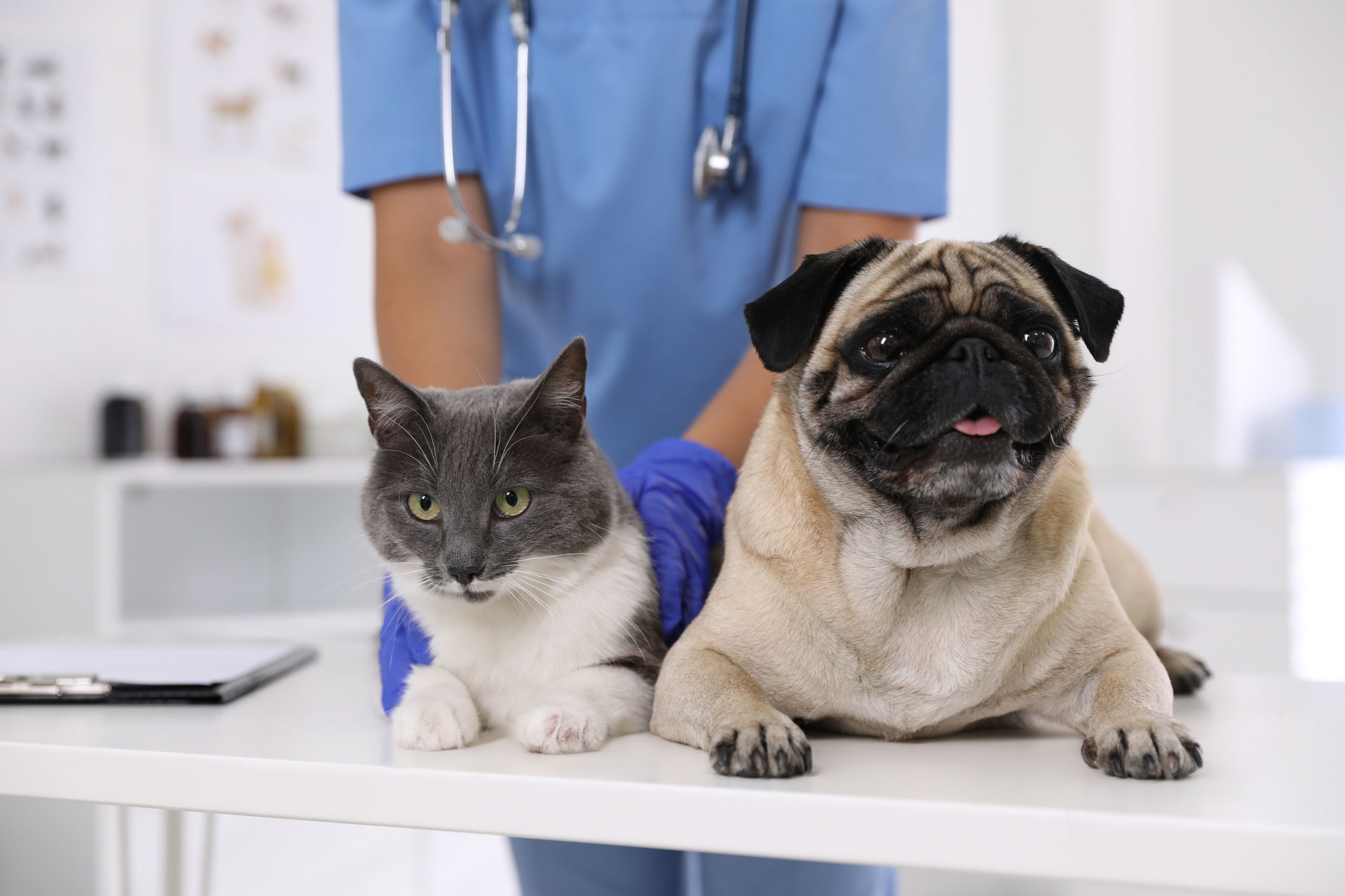 Image of Reduced-Cost Rabies Vaccination Clinics Return this Fall to Assist Pet Owners