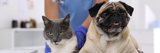 Veterinarian examining cute pug dog and cat in clinic, closeup.