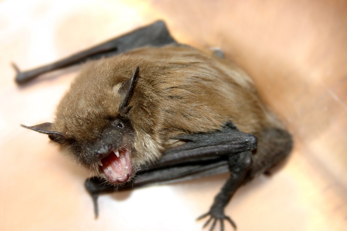 Image of Finding of Positive Rabid Bat Prompts Warning from Health Unit