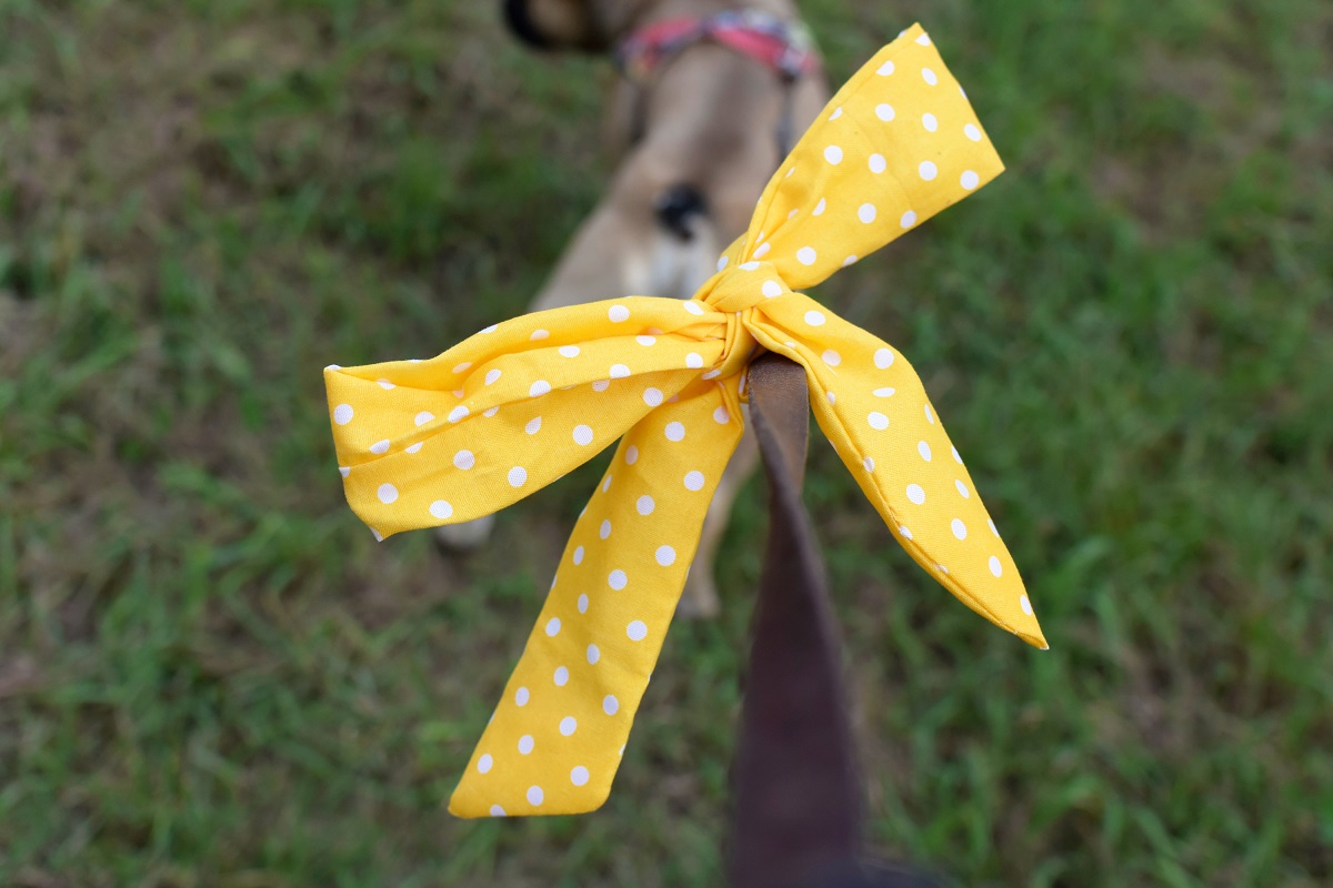 Image of See Yellow on a Dog? Give the Pet Space to Avoid Bites