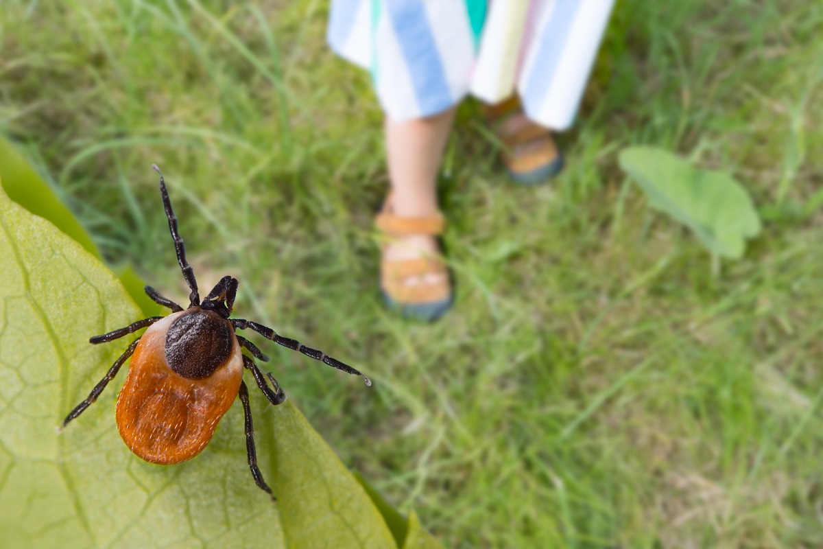 Image of Prevention and Early Detection are Keys to Avoiding Ticks That Spread Lyme Disease