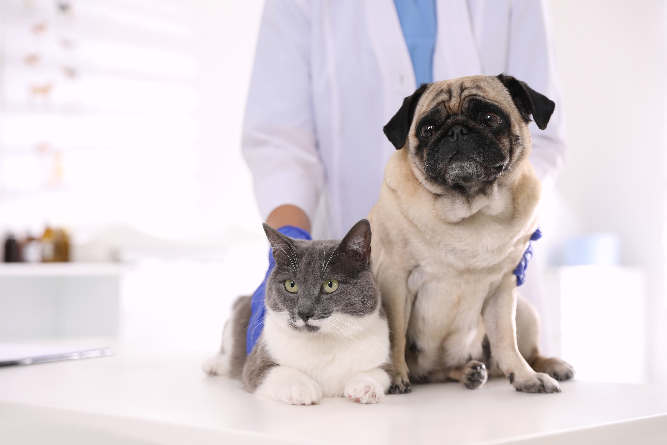 Image of Protect Your Pet from Rabies; Get them Vaccinated at Upcoming Clinics