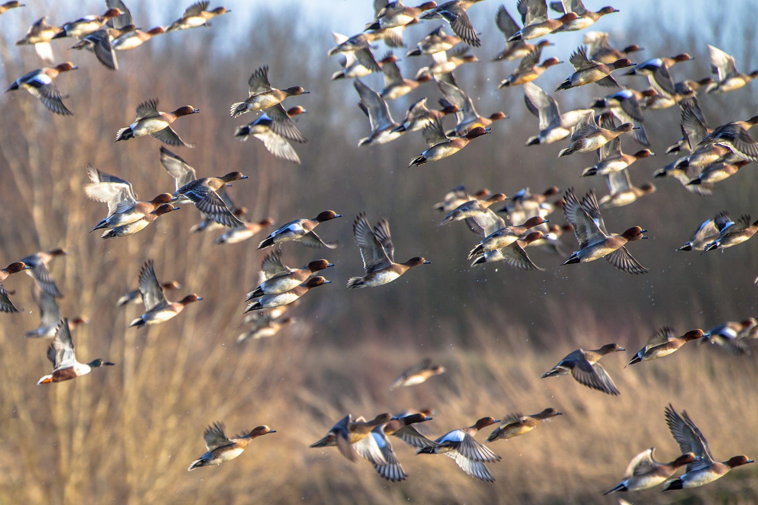 Image of Take Caution Around Wild Birds and Animals as Avian Influenza Cases Increase
