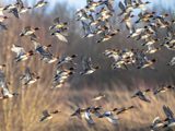 Group of ducks taking off in a marsh area.